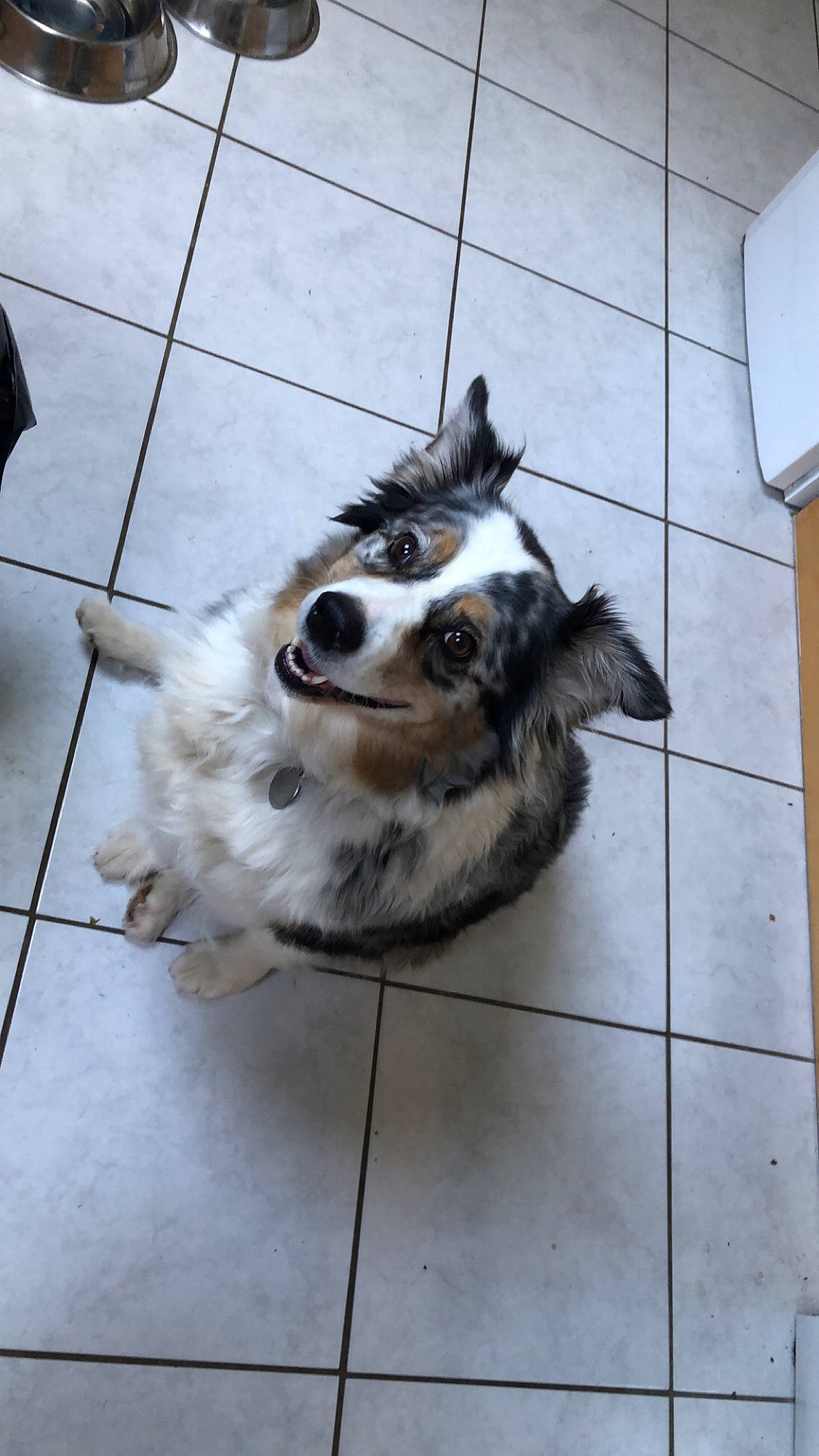 Guizeh a rejoint le concours — aidez-le/la à gagner de superbes lots ! australian_shepherd, border_collie, canidae, carnivore, companion_dog, dog, dog_breed, sporting_group, working_dog