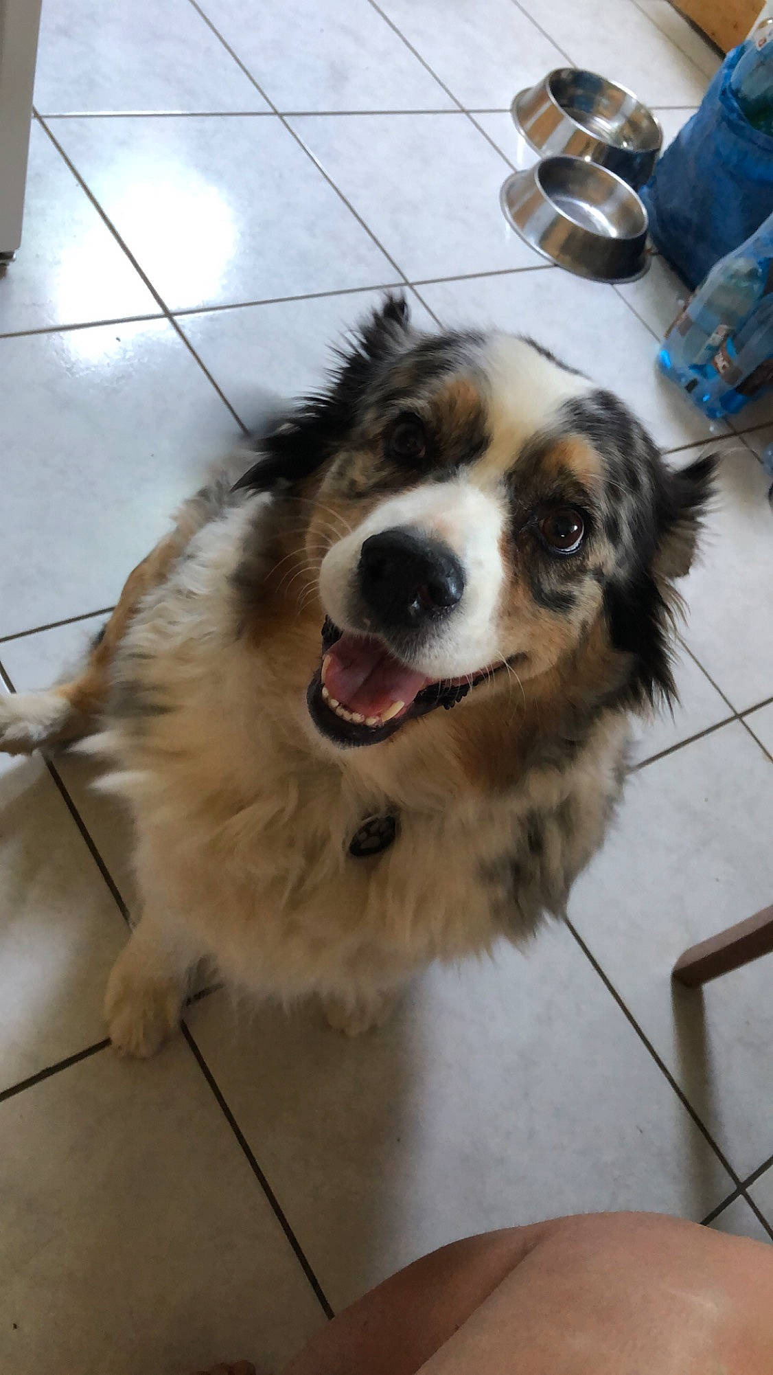 Guizeh a rejoint le concours — aidez-le/la à gagner de superbes lots ! australian_shepherd, border_collie, canidae, carnivore, companion_dog, dog, dog_breed, elo, fawn, mammal, miniature_australian_shepherd, moscow_watchdog, snout, sporting_group, working_dog