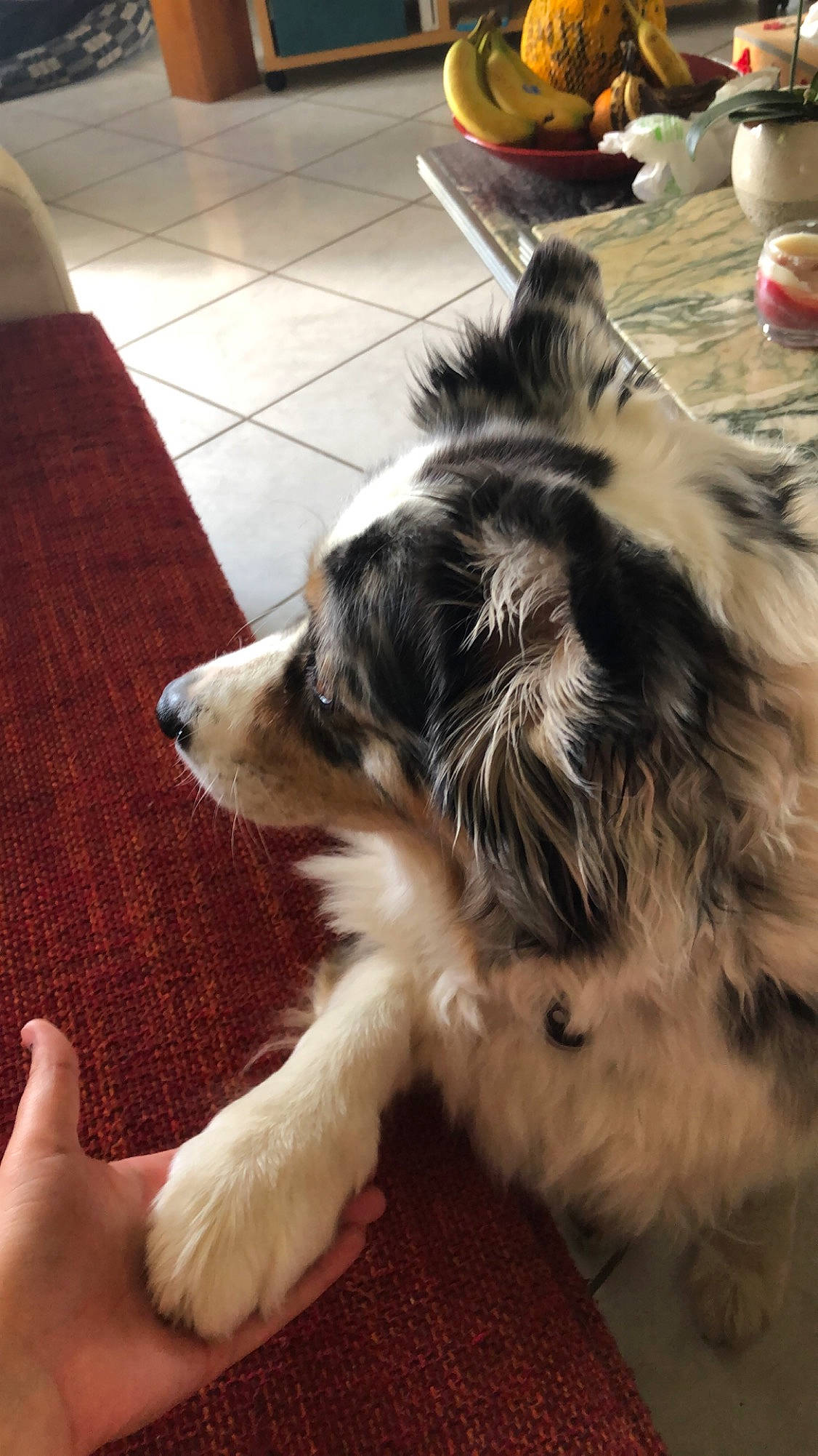 Guizeh participe au concours pour gagner de l'argent avec cette photo : australian_shepherd, border_collie, canidae, carnivore, companion_dog, dog, dog_breed, herding_dog, mammal, miniature_australian_shepherd, rare_breed_dog, snout, sporting_group, working_dog