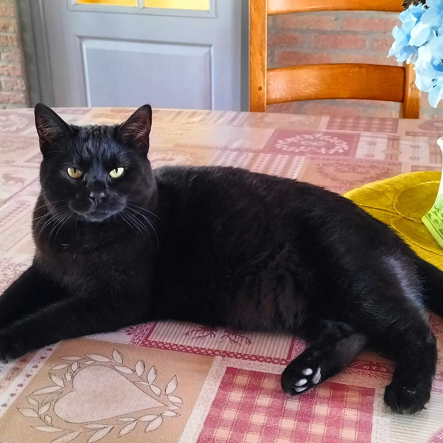 Victoire participe au concours pour gagner de l'argent avec cette photo : animal, blackcat, cat, cushion, flower, flowerarrangement, flowerbouquet, furniture, hardwood, homedecor, jar, manx, pet, plant, planter, pottedplant, pottery, tablecloth, vase, wood
