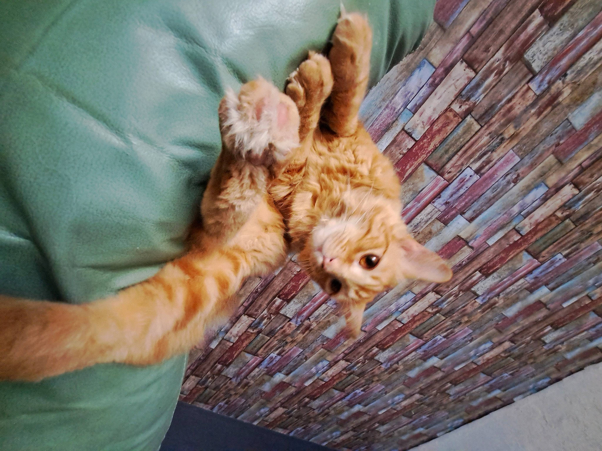 Karapus a rejoint le concours — aidez-le/la à gagner de superbes lots ! carnivore, cat, claw, comfort, domestic_short_haired_cat, fawn, felidae, fur, gesture, nail, pattern, paw, small_to_medium_sized_cats, snout, tail, whiskers, wood