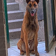 Boy a rejoint le concours — aidez-le/la à gagner de superbes lots ! dog, canine, pet, sitting, indoor, doorway, tile_floor, staircase, brown_fur, alert, tongue_out, ears_up, animal, domestic, muzzle, paw, looking, waiting, house, open_door