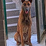 dog, canine, pet, sitting, indoor, doorway, tile_floor, staircase, brown_fur, alert, tongue_out, ears_up, animal, domestic, muzzle, paw, looking, waiting, house, open_door