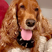 Djecko participe au concours pour gagner de l'argent avec cette photo : animal, bandana, bed, blanket, canine, companion, curly_fur, cute, dog, ears, fur, golden_retriever, happy, indoors, muzzle, nose, pet, resting, sleepy, tongue_out