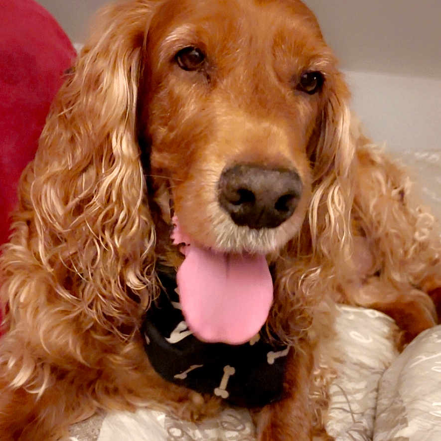Djecko participe au concours pour gagner de l'argent avec cette photo : animal, bandana, bed, blanket, canine, companion, curly_fur, cute, dog, ears, fur, golden_retriever, happy, indoors, muzzle, nose, pet, resting, sleepy, tongue_out