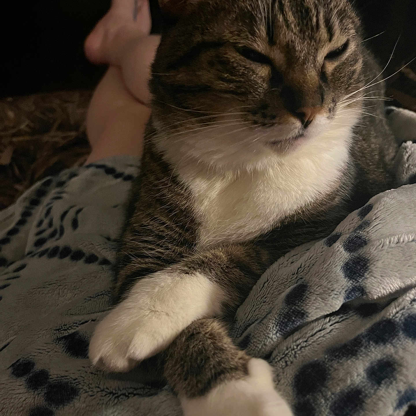 Mittens is registered to the contest to win money with this photo: cat, tabby_cat, animal, pet, feline, paw, blanket, patterned_blanket, soft_texture, resting, relaxed, indoor, cozy, comfort, human_feet, legs, fur, whiskers, closeup, low_light