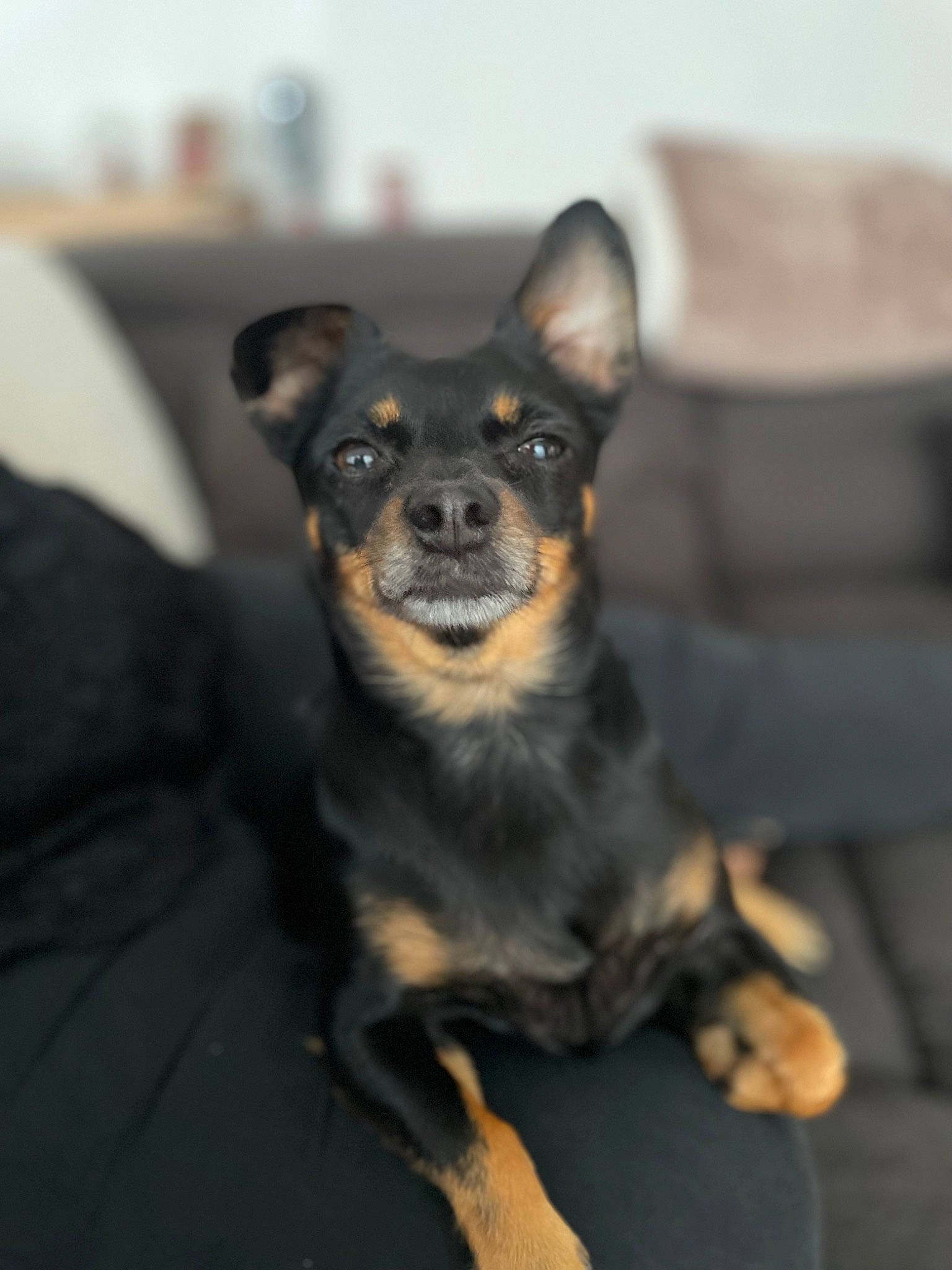 Naya a rejoint le concours — aidez-le/la à gagner de superbes lots ! canidae, carnivore, comfort, companion_dog, couch, dog, dog_breed, fur, guard_dog, prazsky_krysarik, snout, sporting_group, terrestrial_animal, toy_dog, whiskers, working_animal, working_dog