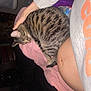 Star is registered to the contest to win money with this photo: animal, bedroom, blanket, casual, cat, comfort, cozy, curling_up, fur, hand, indoor, lap, person, pet, relaxation, resting, soft_lighting, striped, sweatshirt, tabby_cat
