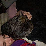 Star joined the competition — help win amazing prizes! animal, bed, blanket, cat, close_up, comfort, cozy, hand, indoor, nighttime, person, pet, pillow, plush_toy, relaxation, resting, sleeping, soft_toys, striped, tabby_cat