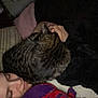 animal, bed, blanket, cat, close_up, comfort, cozy, hand, indoor, nighttime, person, pet, pillow, plush_toy, relaxation, resting, sleeping, soft_toys, striped, tabby_cat