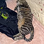 Star is registered to the contest to win money with this photo: cat, tabby, sleeping, couch, blanket, quilt, floral, indoor, pet, resting, feline, cozy, fur, striped, tail, paw, comfortable, household, relaxed, animal