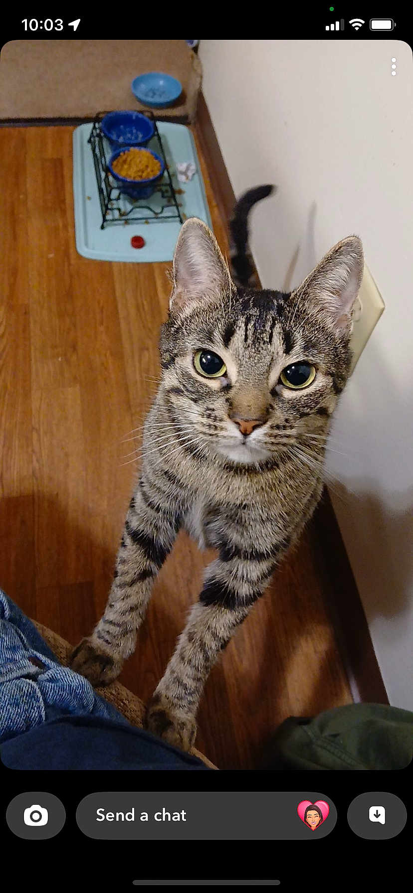 Star is registered to the contest to win money with this photo: cat, tabby, pet, animal, indoor, wooden_floor, feeding_bowls, curious, looking_up, whiskers, ears, tail, feline, domestic_cat, striped, close_up, cute, paws, person, home