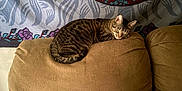 Star is registered to the contest to win money with this photo: animal, brown, cat, couch, cozy, cute, domestic_animal, floral_pattern, furniture, home, indoor, living_room, pet, relaxing, resting, sleeping, sofa, tabby_cat, tapestry, wall_hanging
