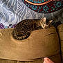 Star is registered to the contest to win money with this photo: cat, tabby_cat, sleeping, couch, sofa, brown, indoor, tapestry, wall_hanging, floral_pattern, relaxing, cozy, furniture, pet, domestic_animal, resting, home, cute, animal, living_room