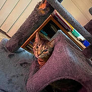 Star is registered to the contest to win money with this photo: cat, tabby, cat_tree, furniture, indoor, pet, curious, purple, cozy, shelf, books, household_items, fuzzy, animal, eyes, ears, small_space, home, pet_furniture, resting