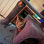 cat, tabby, cat_tree, furniture, indoor, pet, curious, purple, cozy, shelf, books, household_items, fuzzy, animal, eyes, ears, small_space, home, pet_furniture, resting