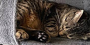 Star joined the competition — help win amazing prizes! cat, tabby_cat, sleeping, feline, pet, cozy, cat_tree, indoor, furry, paw, resting, animal, cute, whiskers, ears, soft, household, domestic, relaxation, fur