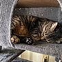 cat, tabby_cat, sleeping, feline, pet, cozy, cat_tree, indoor, furry, paw, resting, animal, cute, whiskers, ears, soft, household, domestic, relaxation, fur