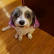 Princess joined the competition — help win amazing prizes! dog, pet, indoor, floor, wooden_floor, purple_ears, curious, sitting, close_up, small_dog, fur, animal, companion, cute, looking_up, domestic, whiskers, black_nose, expression, friendly