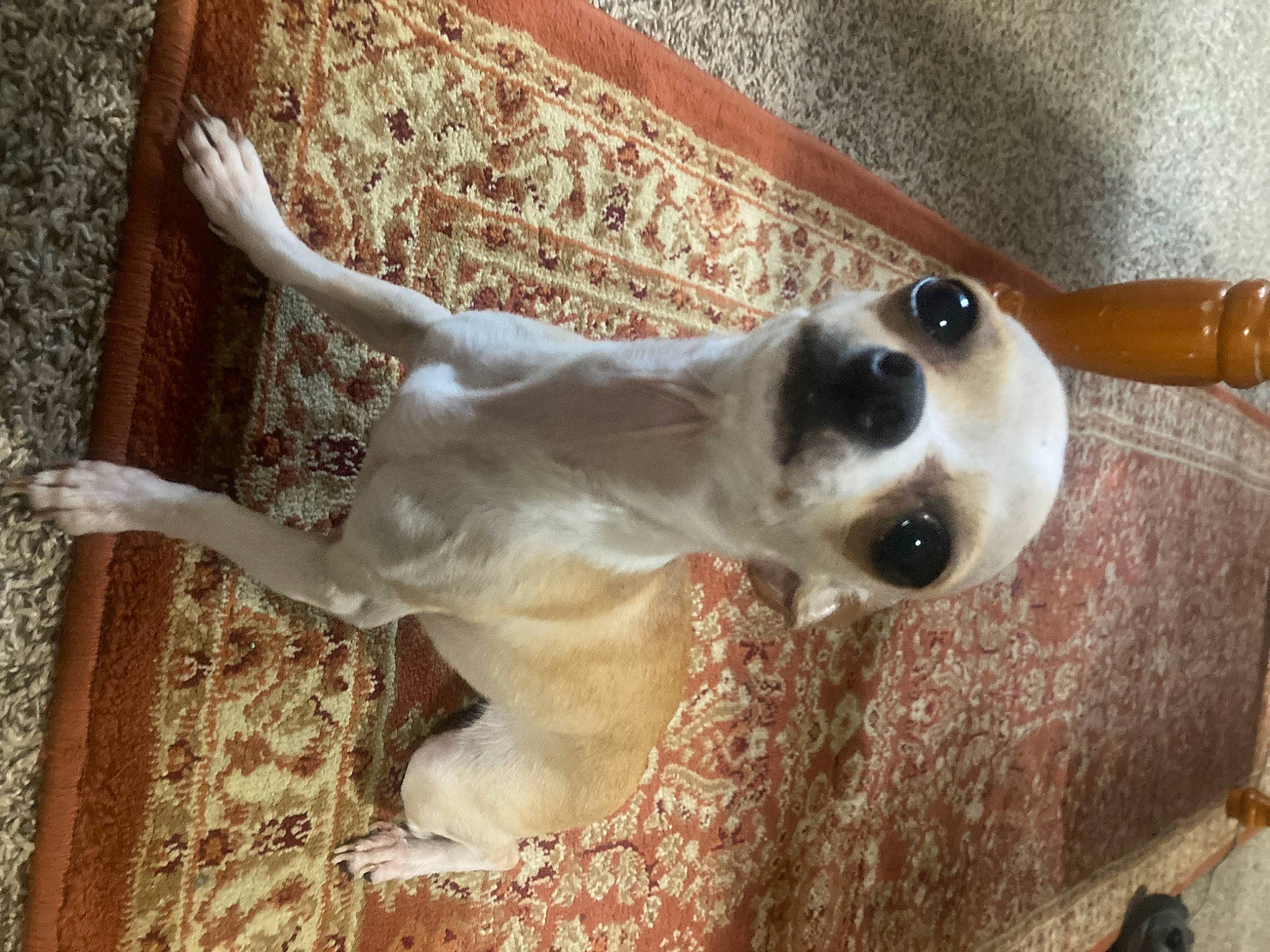 Lucy Liu joined the competition — help win amazing prizes! canidae, carnivore, companion_dog, dog, dog_breed, fawn, foot, fur, non_sporting_group, paw, snout, sporting_group, tail, terrestrial_animal, wood, working_animal