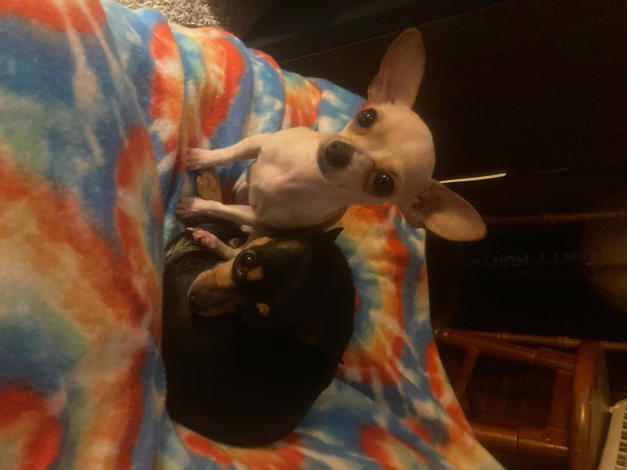 Lucy Liu joined the competition — help win amazing prizes! art, canidae, carnivore, companion_dog, dog, dog_breed, ear, event, fawn, felidae, fictional_character, fur, giraffidae, head, snout, stuffed_toy, tail, visual_arts, whiskers, working_animal