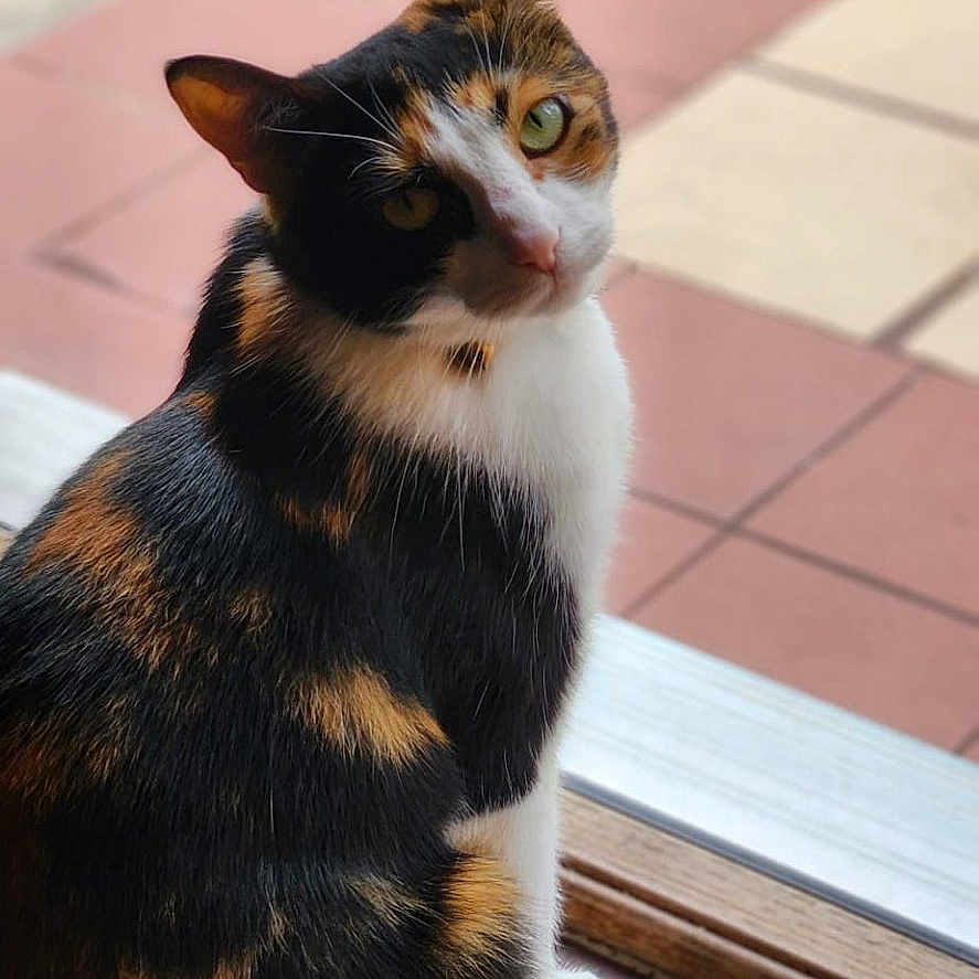Nala