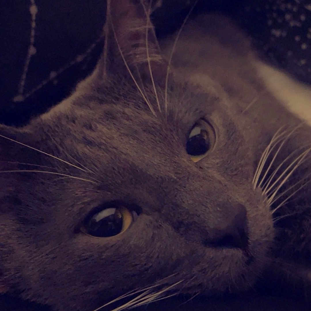 Ash joined the competition — help win amazing prizes! animal, cat, close_up, constellation_pattern, cozy, cute, dark_background, domestic_cat, eyes, face, feline, fur, gray_cat, indoor, lying_down, pet, portrait, relaxed, sleepy, whiskers