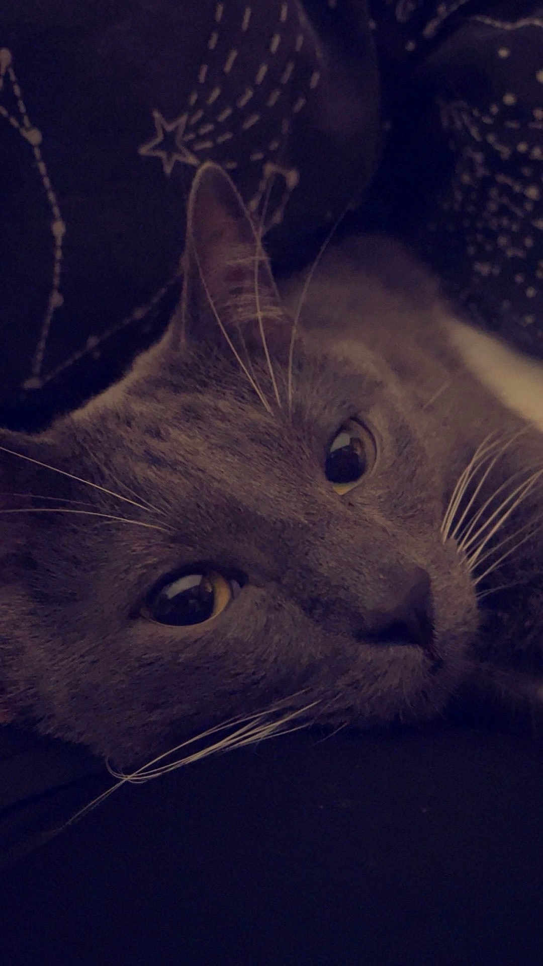 Ash
