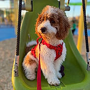 Royce joined the competition — help win amazing prizes! dog, puppy, swing, playground, green_swing, red_harness, leash, outdoor, sunlight, golden_hour, fur, curious, calm, pet, animal, park, daytime, closeup, background_blur, summer