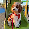 dog, puppy, swing, playground, green_swing, red_harness, leash, outdoor, sunlight, golden_hour, fur, curious, calm, pet, animal, park, daytime, closeup, background_blur, summer