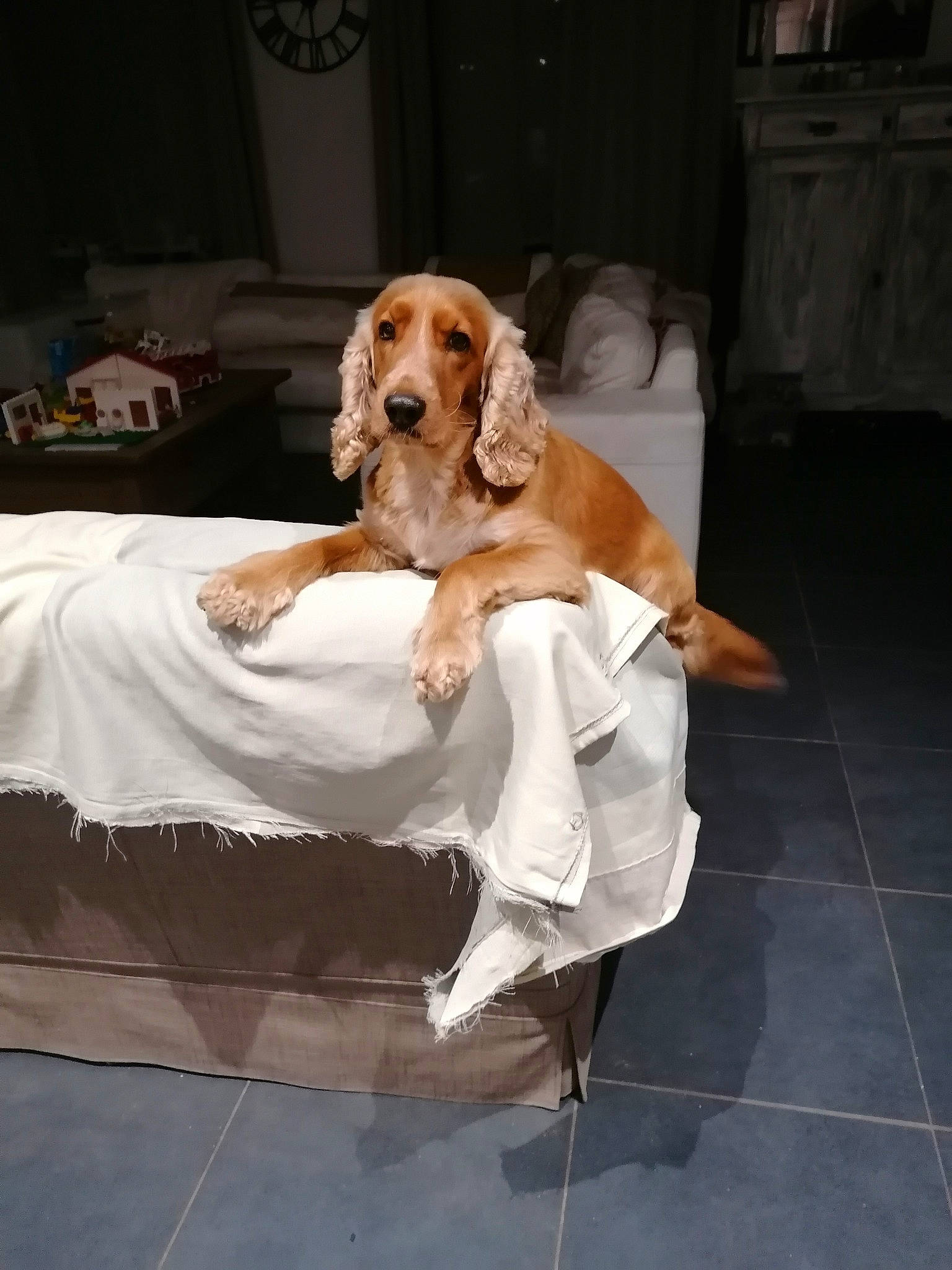 Sky participe au concours pour gagner de l'argent avec cette photo : bed, canidae, carnivore, chair, comfort, companion_dog, couch, dog, dog_breed, dog_supply, fawn, flooring, formal_wear, fur, hound, linens, liver, pet_supply, sporting_group, working_animal