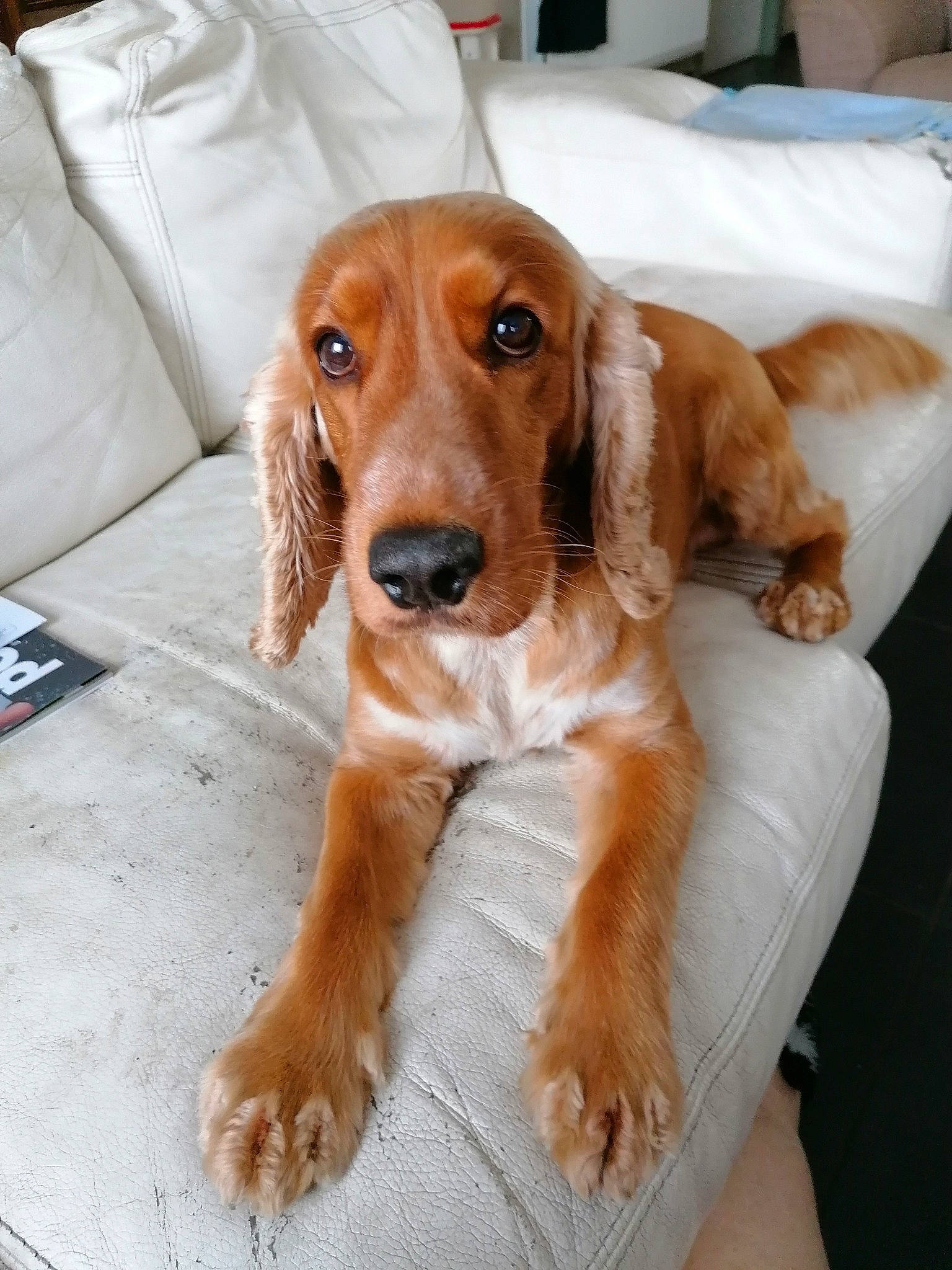 Sky participe au concours pour gagner de l'argent avec cette photo : canidae, carnivore, comfort, companion_dog, couch, dog, dog_breed, dog_supply, fawn, fur, gun_dog, head, hound, liver, puppy, snout, sporting_group, whiskers, wood, working_animal