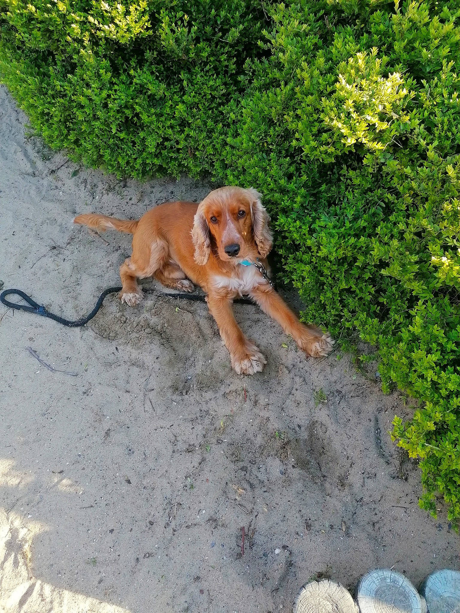 Sky a rejoint le concours — aidez-le/la à gagner de superbes lots ! canidae, carnivore, companion_dog, dog, dog_breed, fawn, grass, groundcover, liver, paw, plant, road_surface, soil, sporting_group, street_dog, tail, terrestrial_animal, toy, wildlife, working_animal