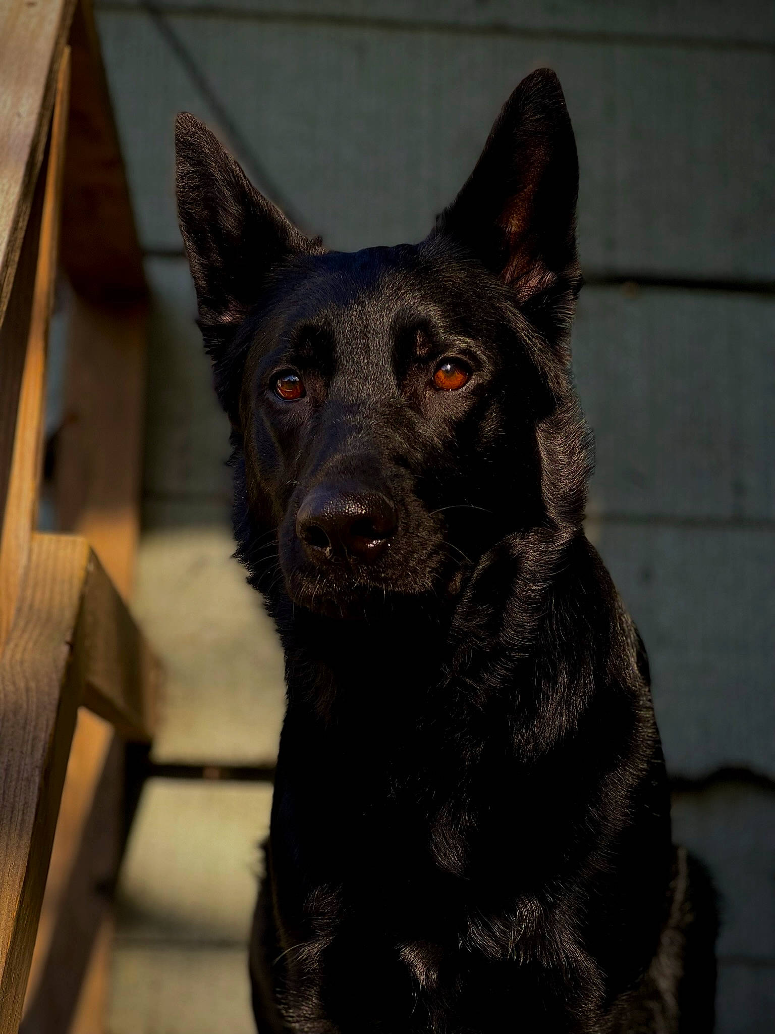 Myla Marie joined the competition — help win amazing prizes! bicycle, canidae, carnivore, dog, dog_breed, fur, grey, guard_dog, herding_dog, non_sporting_group, snout, sporting_group, terrestrial_animal, whiskers, working_animal, working_dog