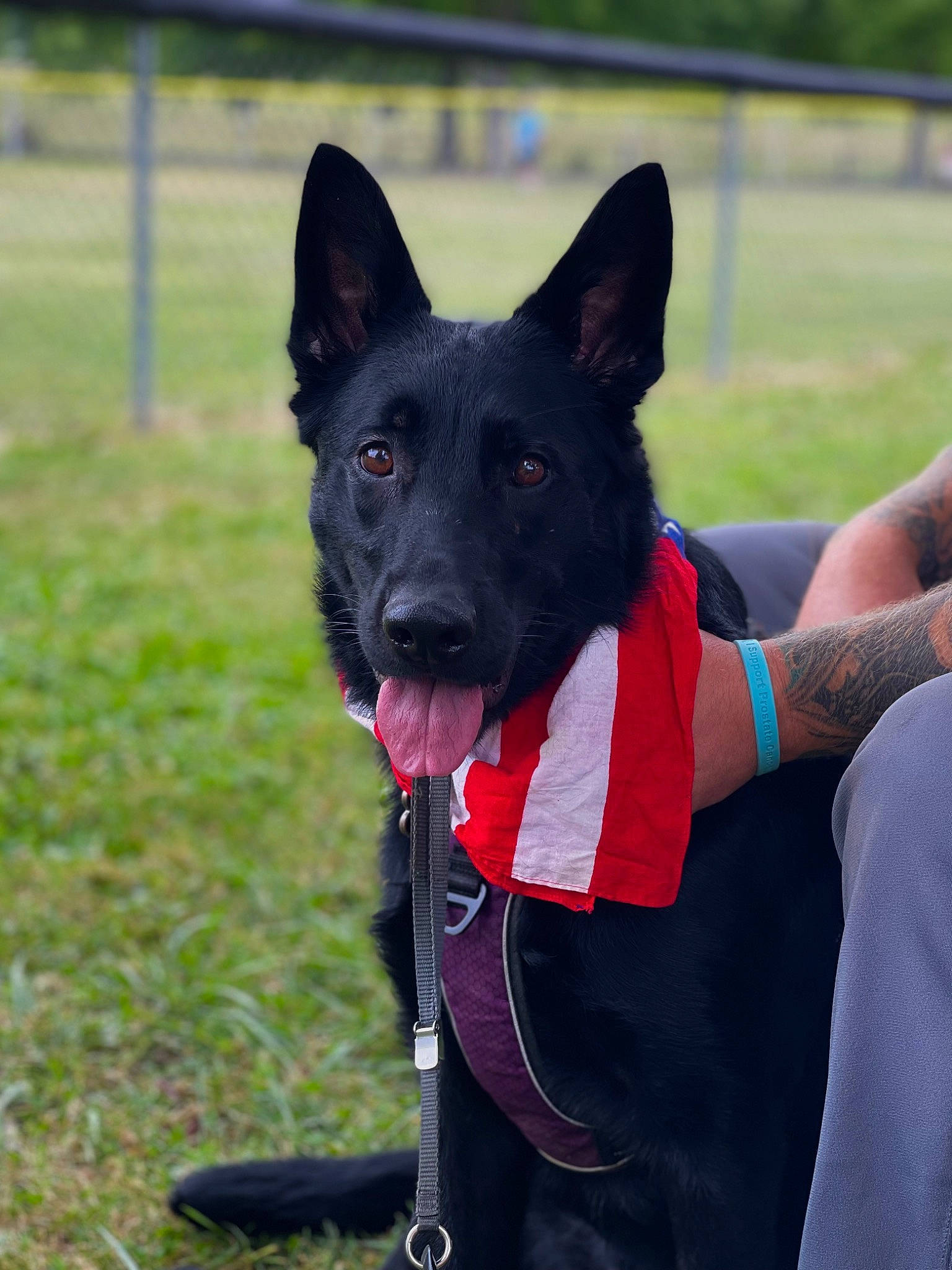 Myla Marie joined the competition — help win amazing prizes! bicycle, canidae, carnivore, collar, companion_dog, dog, dog_breed, dog_collar, dog_sports, dog_supply, fashion_accessory, grass, herding_dog, non_sporting_group, recreation, snout, sporting_group, working_animal, working_dog