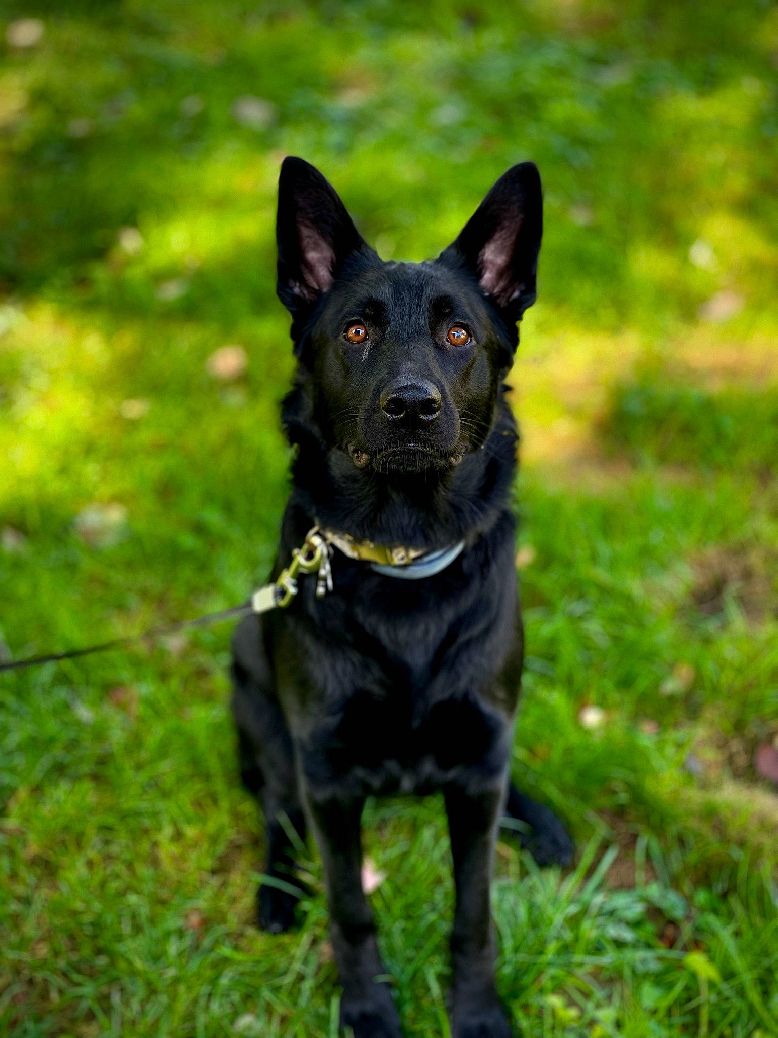 Myla Marie is registered to the contest to win money with this photo: borador, canidae, carnivore, companion_dog, dog, dog_breed, dog_collar, grass, guard_dog, herding_dog, hunting_dog, law_enforcement, non_sporting_group, plant, tail, terrestrial_animal, tree, whiskers, working_animal, working_dog