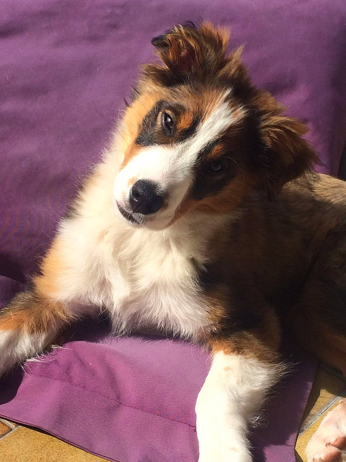 Jake a rejoint le concours — aidez-le/la à gagner de superbes lots ! canidae, carnivore, collie, companion_dog, dog, dog_breed, fawn, fur, herding_dog, scotch_collie, shetland_sheepdog, snout, sporting_group, terrestrial_animal, whiskers, wildlife, working_dog