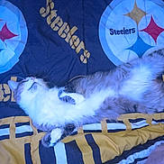 Care Bear is registered to the contest to win money with this photo: Steeler, animal, bed, blanket, cat, comfort, cozy, domestic_animal, fluffy, fur, indoor, lying_down, paw, pet, relaxation, resting, sleeping, soft, sports_team, stripe_pattern