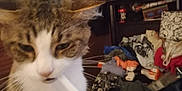 Care Bear is registered to the contest to win money with this photo: animal, background, cat, closeup, clothes, clutter, domestic_animal, ears, electric_toothbrush, fur, furniture, hand, holding, household, indoor, pet, room, tabby, whiskers, white