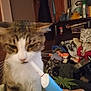 Care Bear is registered to the contest to win money with this photo: animal, background, cat, closeup, clothes, clutter, domestic_animal, ears, electric_toothbrush, fur, furniture, hand, holding, household, indoor, pet, room, tabby, whiskers, white