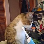 Care Bear is registered to the contest to win money with this photo: brown, cat, closeup, clutter, curious, domestic_animal, electric_toothbrush, fur, furniture, hand, household_items, indoor, mammal, pet, room, side_view, striped, table, whiskers, white