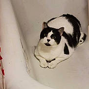 C C joined the competition — help win amazing prizes! cat, black_and_white, bathtub, indoor, pet, animal, feline, relaxed, curious, looking_up, white_background, domestic_cat, sitting, four_paws, clean, household, quiet, calm, resting, cute
