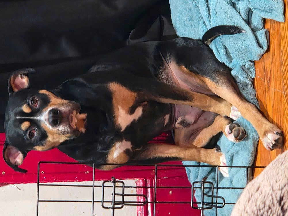 Loyal is registered to the contest to win money with this photo: dog, black_and_tan, sitting, blanket, indoor, wooden_floor, door, red_door, curtain, pet, canine, animal, relaxed, attentive, companion, furniture, home, paw, tail, floor