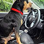 Loyal joined the competition — help win amazing prizes! dog, black_dog, red_collar, car_interior, steering_wheel, leather_seat, window, greenery, parked_car, pet, canine, sitting, side_view, vehicle_seat, dashboard, reflection, natural_light, daytime, looking_out, domestic_animal