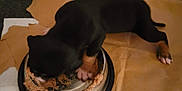 Loyal joined the competition — help win amazing prizes! puppy, dog, food_bowl, eating, black_dog, brown_paws, carpet, paper, metal_bowl, indoor, pet, animal, young_dog, floor, feeding, canine, small_dog, meal, brown_and_black, blurry