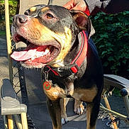 Loyal joined the competition — help win amazing prizes! dog, outdoor, chair, pet, sunlight, happy, tongue_out, collar, animal, canine, paw, nature, greenery, hand, petting, summer, smiling, leisure, domestic_animal, closeup