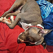 Peanut is registered to the contest to win money with this photo: dog, sleeping, collar, red_blanket, blue_fabric, paw, pet, indoor, resting, canine, fur, chew_toy, relaxed, animal, napping, bed, domestic_animal, close_up, quiet, companion