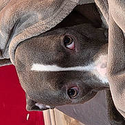 Peanut joined the competition — help win amazing prizes! dog, blanket, brown, face, pet, fur, eyes, cozy, indoor, resting, closeup, cute, animal, snuggled, warm, soft, relaxed, portrait, comfort, canine