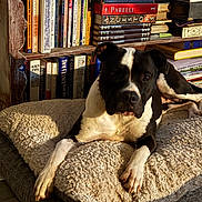 Sally joined the competition — help win amazing prizes! animal, black_and_white, books, bookshelf, calm, canine, cozy, dog, dog_bed, home, indoor, literature, pet, plush, portrait, relaxed, resting, shelf, sunlight, wooden_furniture