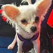 Trinity joined the competition — help win amazing prizes! animal, canine, car_interior, closeup, companion, curious, cute, dog, ears, fur, harness, indoor, pet, puppy, seat, small_dog, standing, transportation, vehicle, white_dog